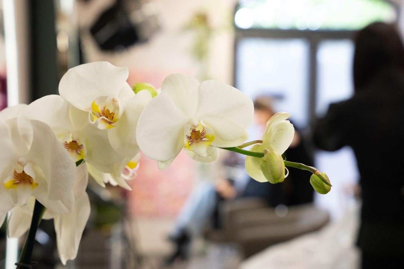 Orchidee bianche nel salone Hairshaper